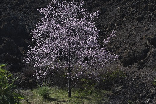 9 feb 2021 Fioritura mandorli